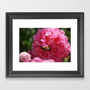 TaicheTees's tweet photo. Honey Bee Collecting Pollen On A Pink Rose #AcrylicBox #taiche #Society6 #honeybee #pinkroses #roses #flowers #rose #pink #flower #nature #pinkflowers #flowerphotography #love #pinkrose #photography #naturephotography #roselover #gardening #rosegarden https://t.co/BlP7ervJ60 https://t.co/BB8ubkCc0Q