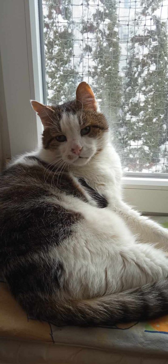 Czy koci staruszek nie zasługuje na pomoc i życie bez bólu?

Zbiórka Lilka stanęła w miejscu 😔
ratujemyzwierzaki.pl/lilek1-felineus