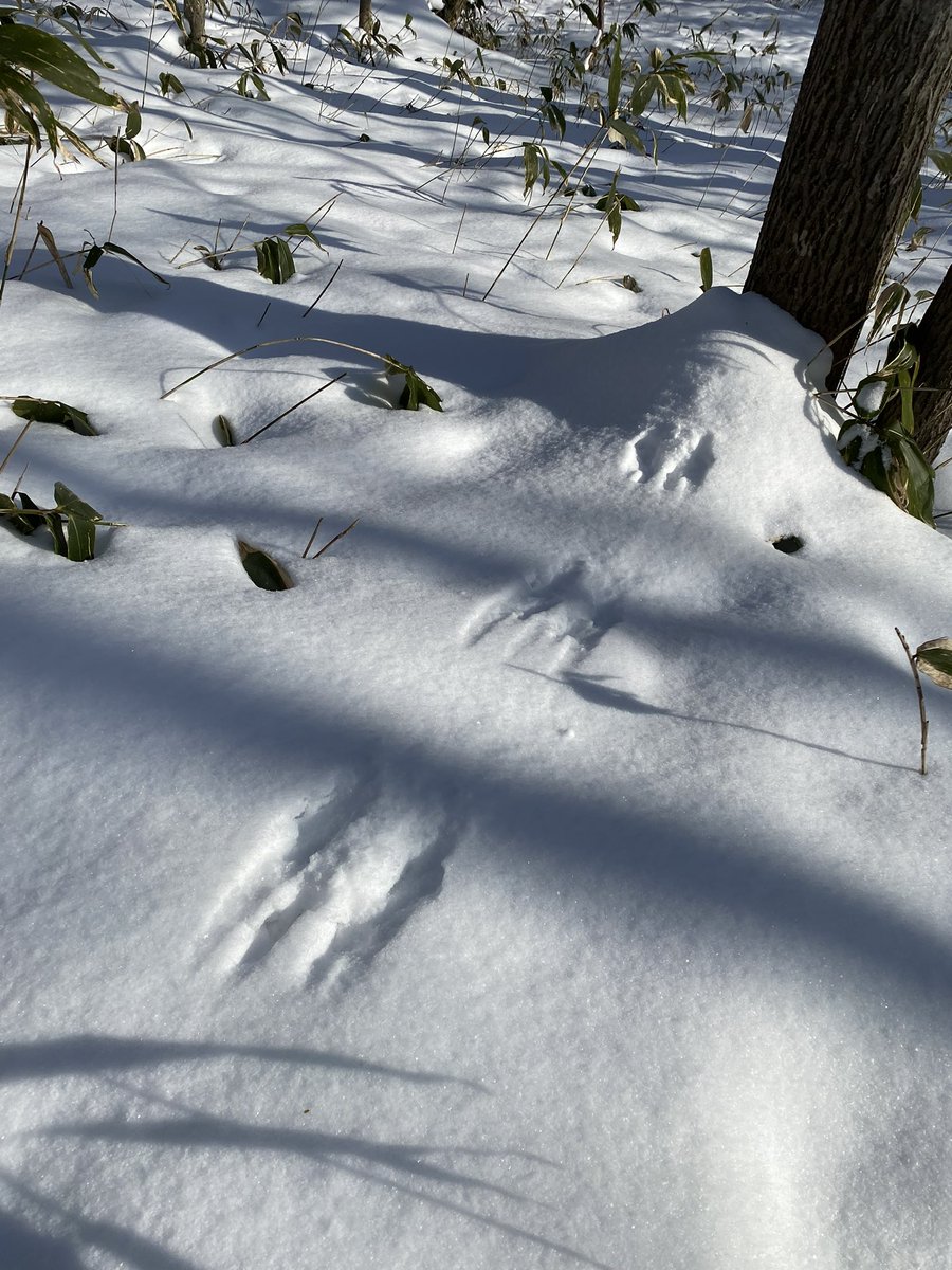 adexnoboribetsu's tweet photo. Today we had a lovely snowshoe tour through adex forest. We could see the sea and saw some squirrel tracks! 🐿️
https://t.co/A9oWRKAZyH
#adexbase #adexnoboribetsu #hokkaido #hokkaidotrip #hokkaido_lovers #japantravel #japantravelphoto #japan #tour #北海道 #登別 #イマソラ #雪 https://t.co/C6ybjD83hn