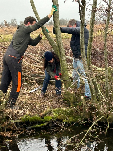 Snoeien doet groeien

Op zaterdag 3 februari zijn ruim een tiental leden van de twee Goudse Rotaryclubs, onder leiding van het Zuid-Hollands Landschap, aan de  slag gegaan om in de Krimpenerwaard de uitgroei van afgelopen jaar/jaren te snoeien.