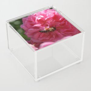 TaicheTees's tweet photo. Honey Bee Collecting Pollen On A Pink Rose #AcrylicBox #taiche #Society6 #honeybee #pinkroses #roses #flowers #rose #pink #flower #nature #pinkflowers #flowerphotography #love #pinkrose #photography #naturephotography #roselover #gardening #rosegarden https://t.co/BlP7ervJ60 https://t.co/BB8ubkCc0Q