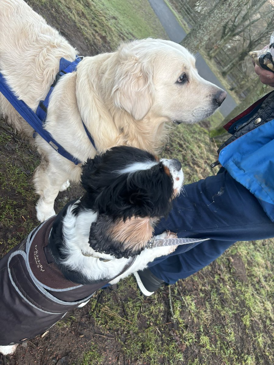 This is a robbery! Gib us the cheese or we will lick you to death 🧀 #cheeseheist #GoldenRetrievers #dogs #dogsofx