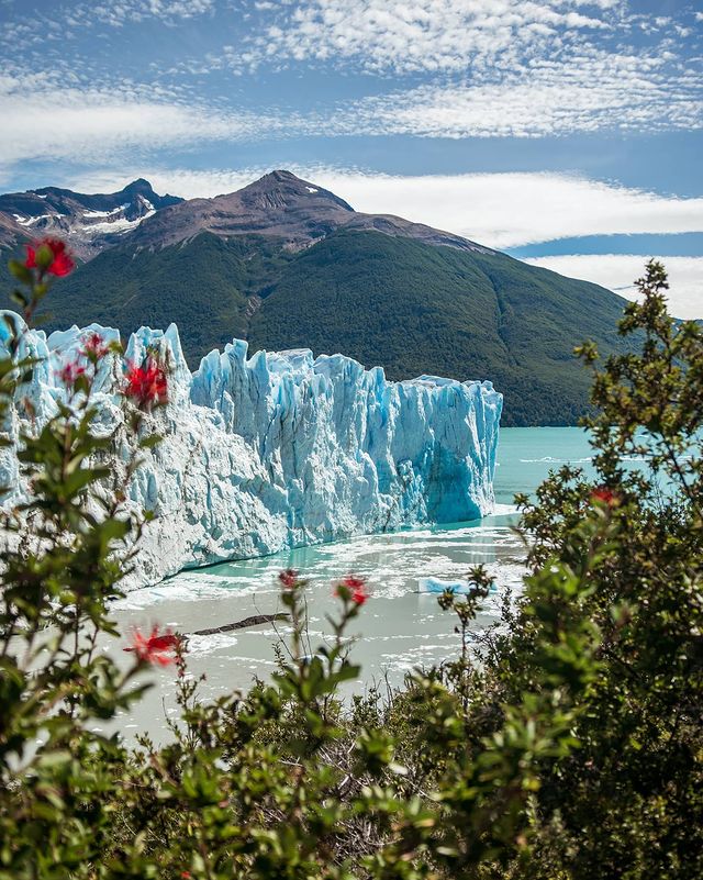 Paisajeamos? #GlaciarPeritoMoreno Parque Nacional Los Glaciares. Una masa de hielo interminable y majestuosa que con los notros florecidos hacen de este rincón de la Patagonia santacruceña un lugar imperdible. #mnpasaron chapeau!!👏🏼#BuenDomingo twitter!🌄🥾🎒🇦🇷😉