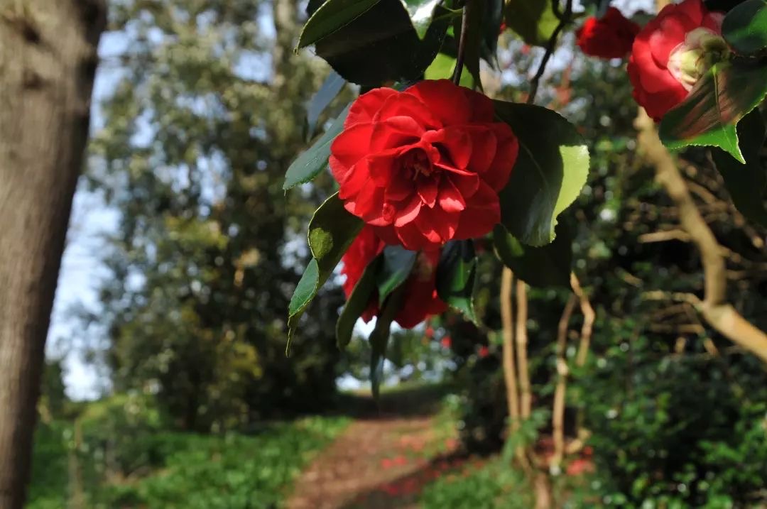 Antony Woodland Garden Opens For The Season on 15th February - mailchi.mp/.../antony-woo…
🌺
#camelliajaponica #gardensofinstagram #greatgardensofcornwall #camelliaheaven #camellia #cornwall #cornwalllife #valentinesday #springgarden #instagood #camelliaseason #camelliawalk #spring