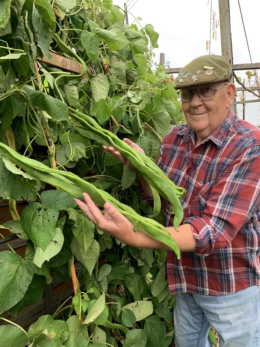 It wont be long before we are growing these again the runner bean is the epitomy of summer i think cheers