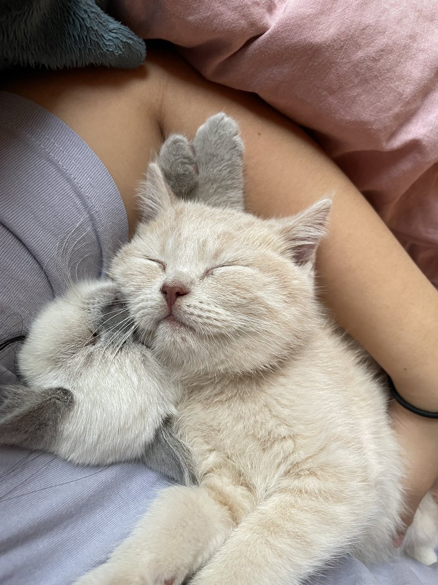 _kuroopuchi's tweet photo. Debuting my cats on twitter 🥺 I’ve become a cat mama 
Meet Mochi (cream) and Taro (blue point) https://t.co/nHJZgh2gMT