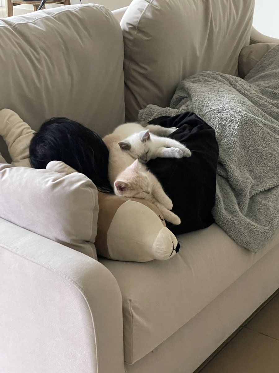 _kuroopuchi's tweet photo. Debuting my cats on twitter 🥺 I’ve become a cat mama 
Meet Mochi (cream) and Taro (blue point) https://t.co/nHJZgh2gMT