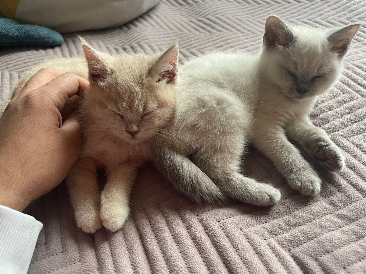 _kuroopuchi's tweet photo. Debuting my cats on twitter 🥺 I’ve become a cat mama 
Meet Mochi (cream) and Taro (blue point) https://t.co/nHJZgh2gMT