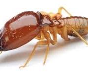 Devin4_thewin's tweet photo. Termites are social insects known for their ability to build complex and extensive underground colonies, where they play crucial roles in decomposing plant material and recycling nutrients in ecosystems. https://t.co/wSA8A2v4E6