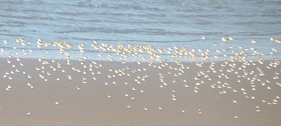 Neil Forbes tweet media