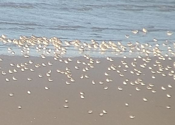 Neil Forbes tweet media