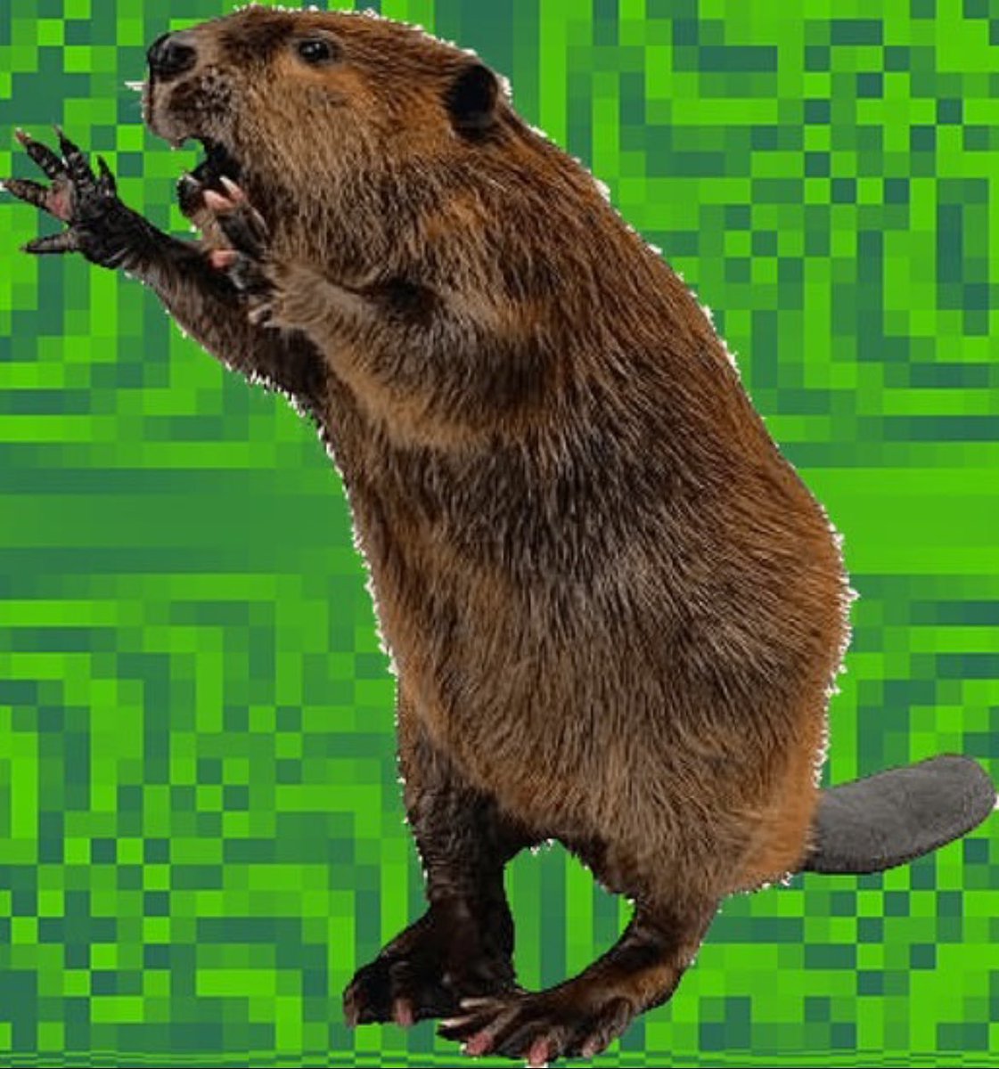 metadiscio's tweet photo. good morning, disc golf community and hope it's been a great weekend!! who's got arrangements for disc golf today? heading back to the Angry Beaver to compare to the last flailing. i usually only play it in off seasons and it's great woods work!! #discgolf #angrybeaver 🥏🦫 https://t.co/Dgh9lABI9O