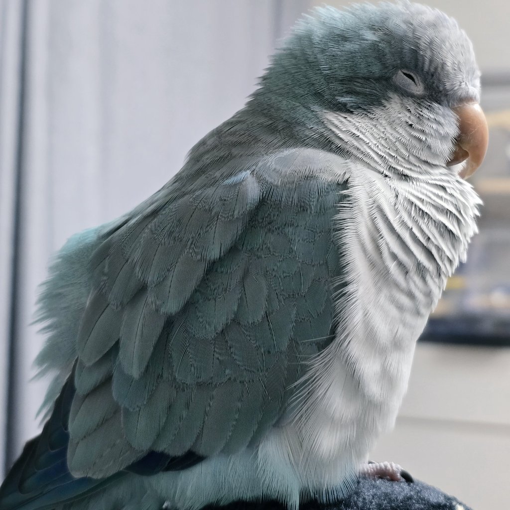 졸린 새와 함께 하는 일요일 저녁