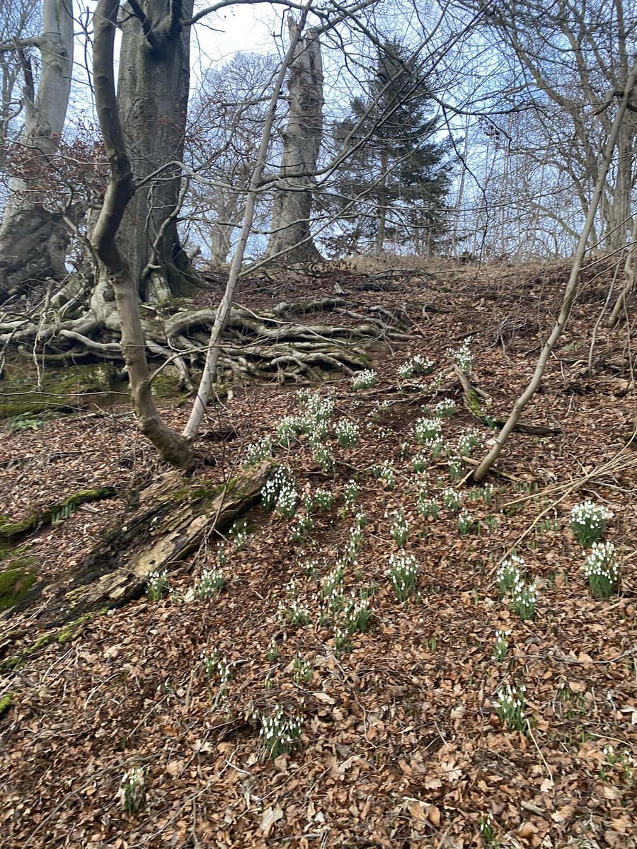 Fiona (@scentedforager) on Twitter photo What a heartlifting item <a href="/BBCRadio4/">BBC Radio 4</a> #bh <a href="/bbcpaddy/">Paddy O'Connell</a> Thank you Monty Don. The Candlemas Bell or the Snowdrop is said to rear her head on Candlemas Day ( Feb 2nd) but here, in Angus, they have been in flower for two weeks. What a heartlifting item <a href="/BBCRadio4/">BBC Radio 4</a> #bh <a href="/bbcpaddy/">Paddy O'Connell</a> Thank you Monty Don. The Candlemas Bell or the Snowdrop is said to rear her head on Candlemas Day ( Feb 2nd) but here, in Angus, they have been in flower for two weeks.