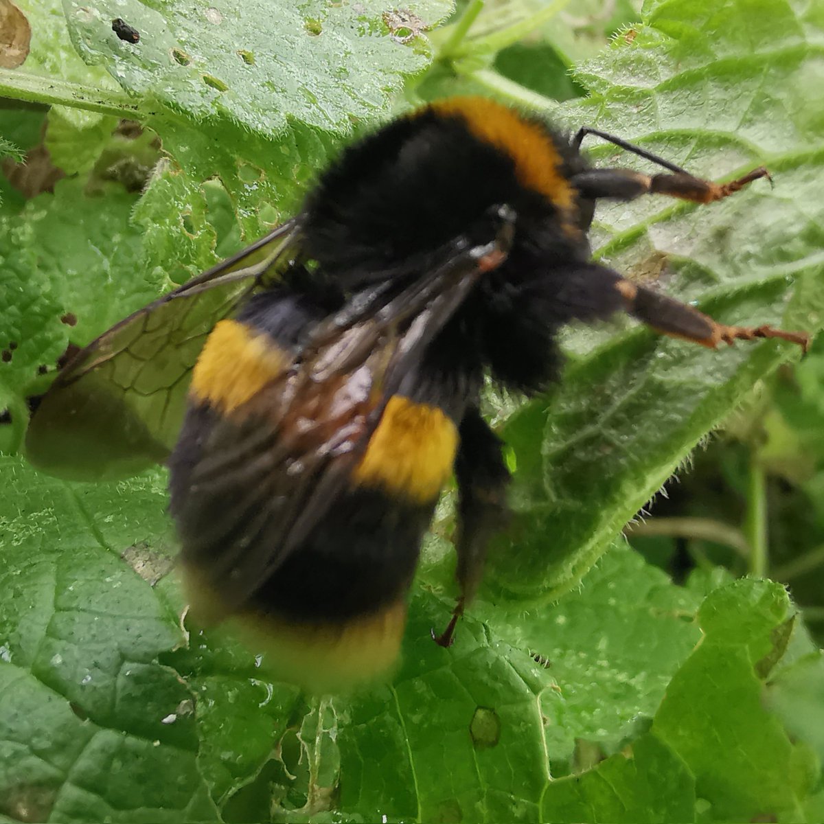 Surrey Docks Farm Wildlife tweet media