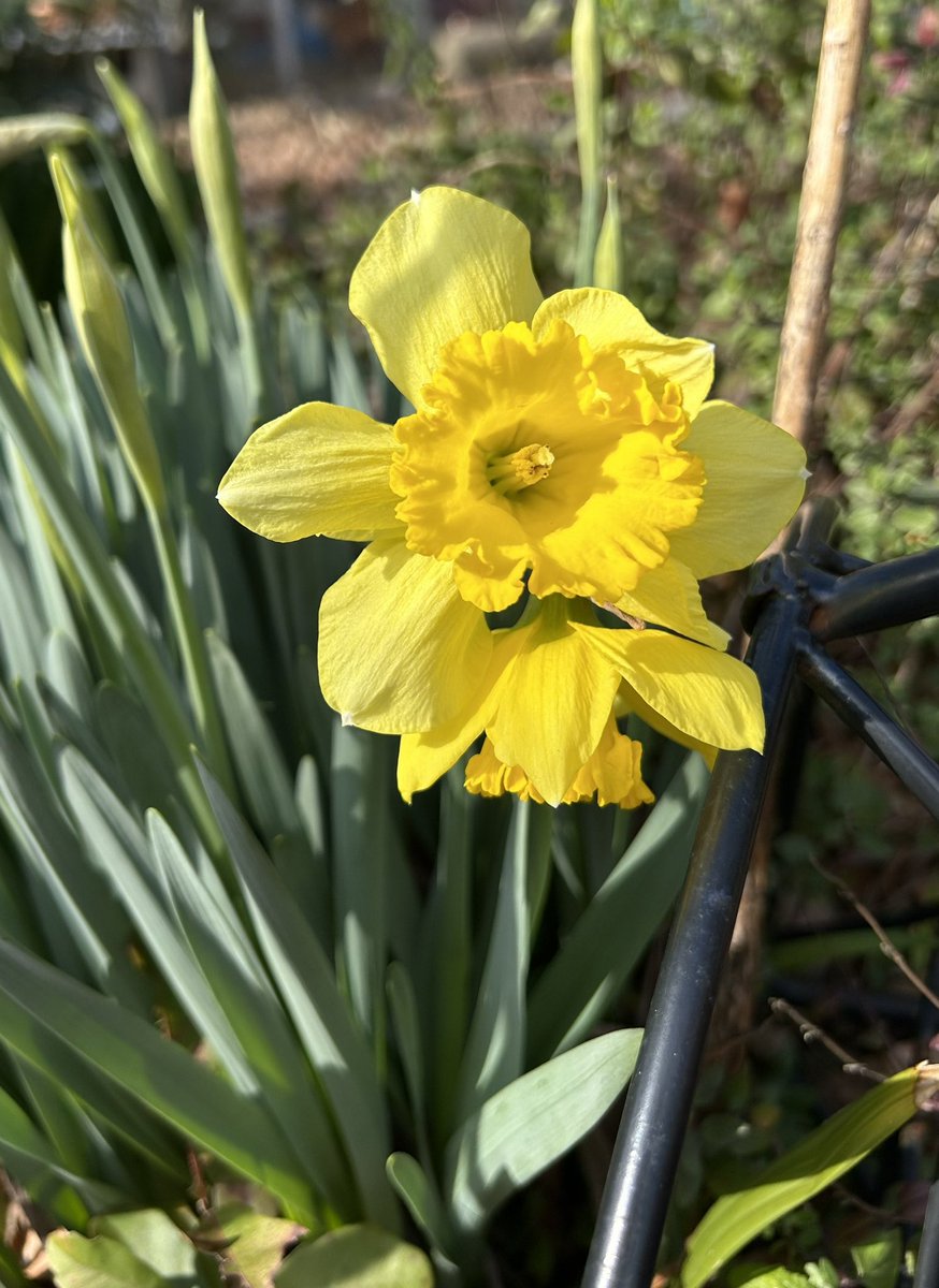 #SundayYellow and so it begins 🌱🌼💛😃🙌

#Daffodils #MyGarden #SpringFlowers #FlowerPhotography #GotToBeNC #SpringBulbs #Plants