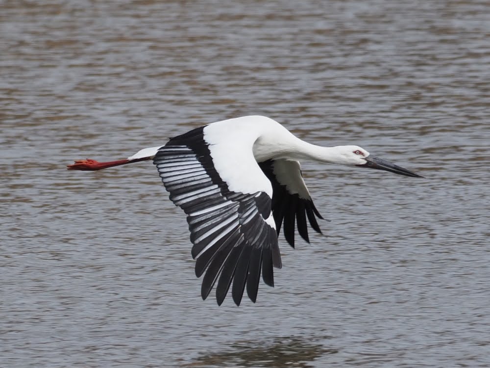 kake3's tweet image. あやとくんに逢えた😊