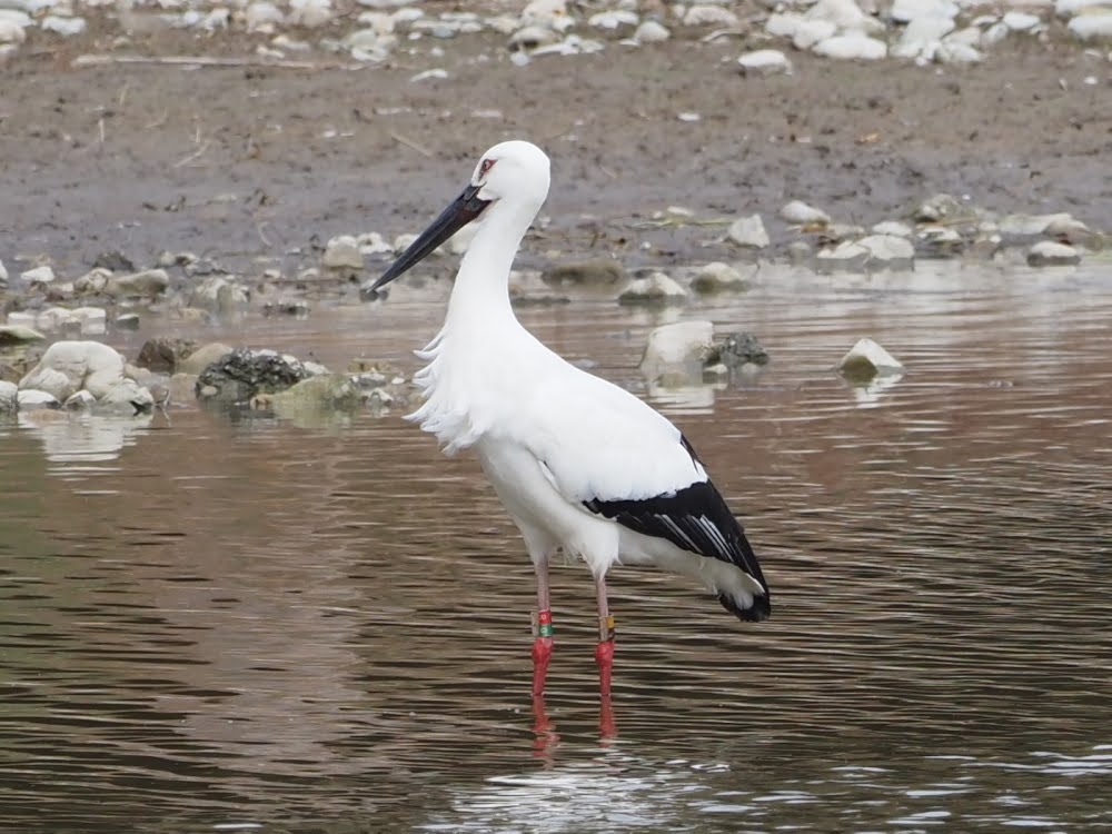 kake3's tweet image. あやとくんに逢えた😊