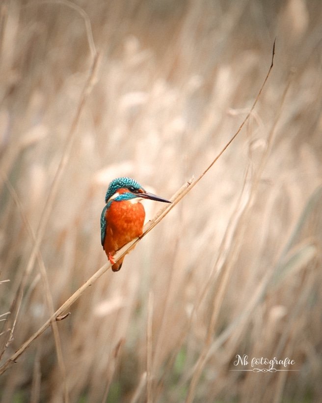 Nancybarbara41's tweet photo. 💙🧡 #kingfisher #photograpysunday #photography #photooftheday #photographylovers https://t.co/l7P5jrDDru