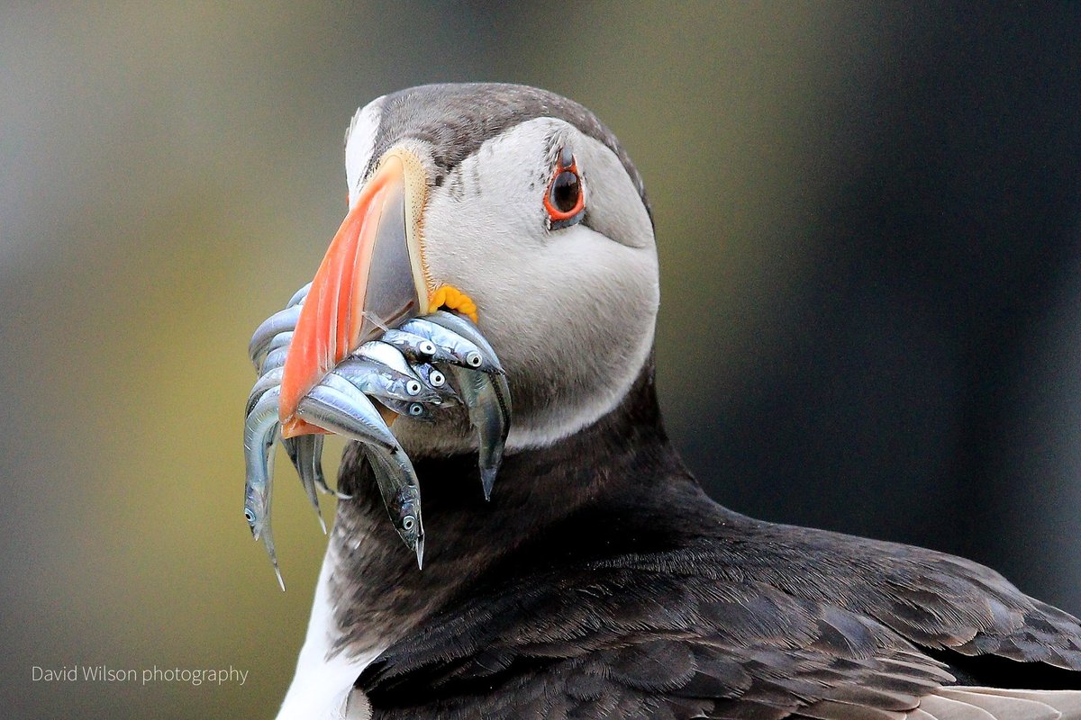 bigdwees's tweet photo. @SteelySeabirder Brilliant news, can’t wait to get over to the island in July. Here’s a few-pics from my last visit to the island. https://t.co/EdoMcrBNKy