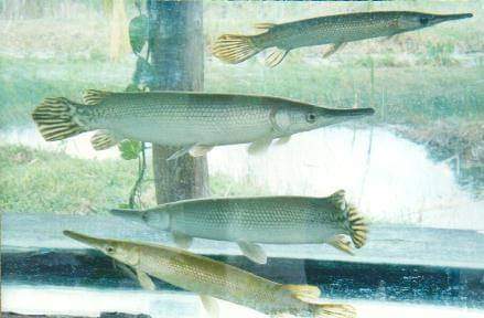 grupo_fauna's tweet photo. Los integrantes del #TeamFFauna contribuimos a la preservación del Manjuari  .
#GeffConservacion 
#Ecocienzap 
@MINAGCuba https://t.co/1p16lvzxe5