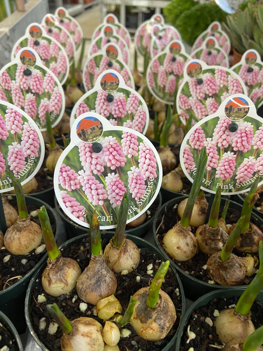 🎉 ze zijn er weer de roze druifjes🎉
Bestel ze via een dm of kom gezellig langs. Morgen staan ze in de winkel🌺 let op: op=op en ze zijn niet altijd te verkrijgen.

 #new #teleuk #maassluis #rozedruifjes #stadshartmaassluis @stadshartmaassluis