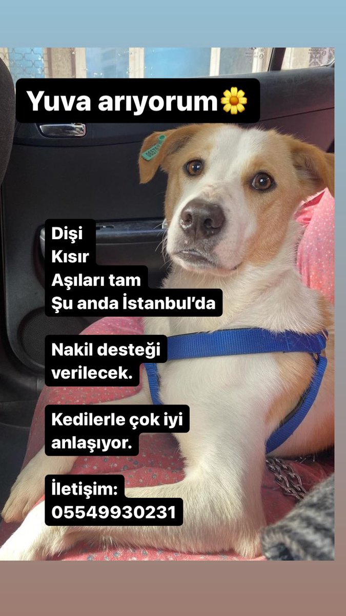 #kopeksahiplendirme
#köpeksahiplendirme
#patilereyuva
#AdoptDontShop 
#Adopt