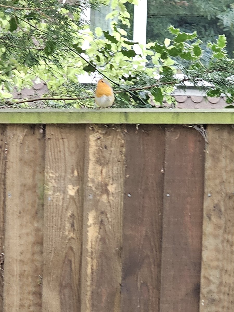Jenivere's tweet photo. Allow me to introduce my new best friend and the song he sang for me.
Handsome little fellow isn't he ♡
Also loud. Very loud.
#birds #Robin #birdsong #RobinSinging https://t.co/61l6BXflZA