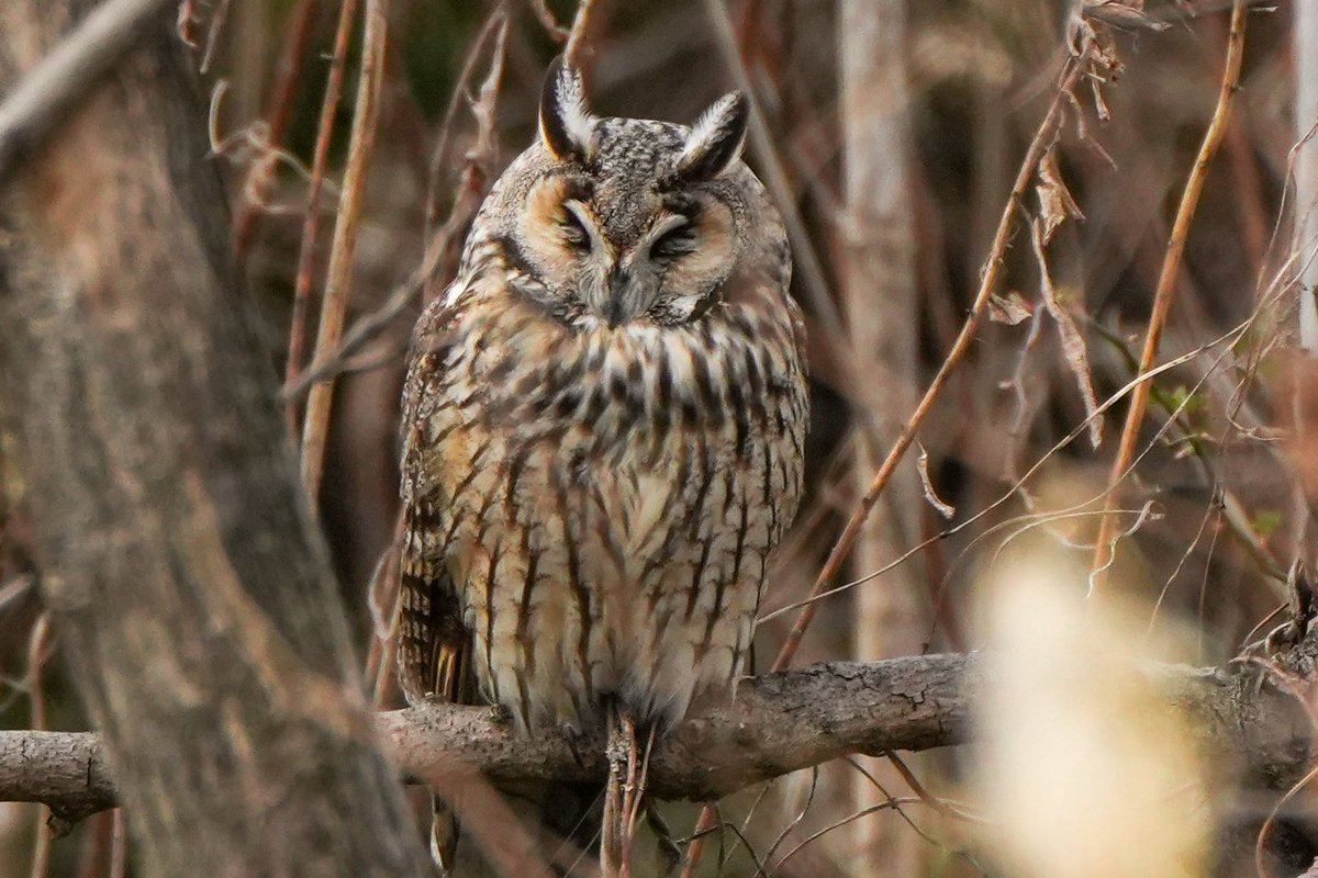 ocean_stream's tweet photo. トラフズク🦉
一瞬薄目を開けましたがすぐに目を閉じてしまいました。
＃トラフズク
＃野鳥
＃野鳥撮影
＃α6700
＃SONY
＃TAMRON
＃150500 https://t.co/9ec3P1QM3L