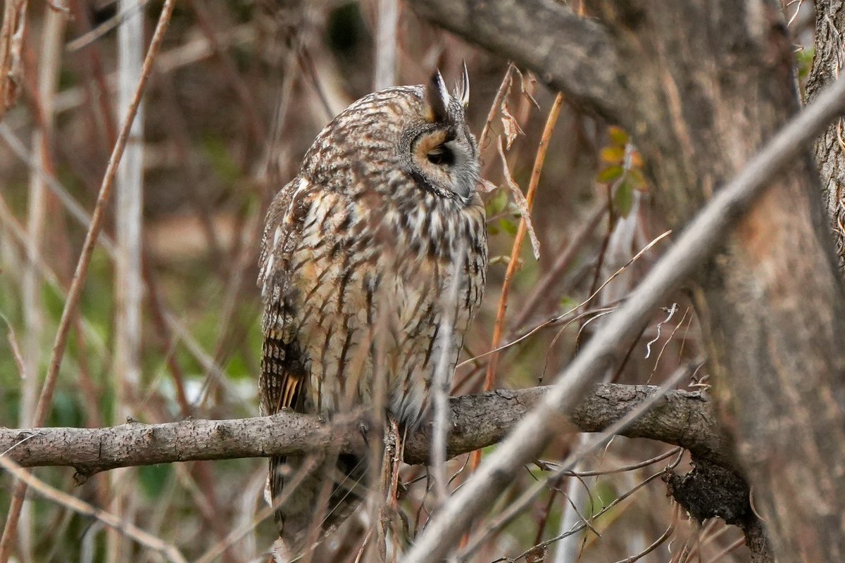 ocean_stream's tweet photo. トラフズク🦉
一瞬薄目を開けましたがすぐに目を閉じてしまいました。
＃トラフズク
＃野鳥
＃野鳥撮影
＃α6700
＃SONY
＃TAMRON
＃150500 https://t.co/9ec3P1QM3L