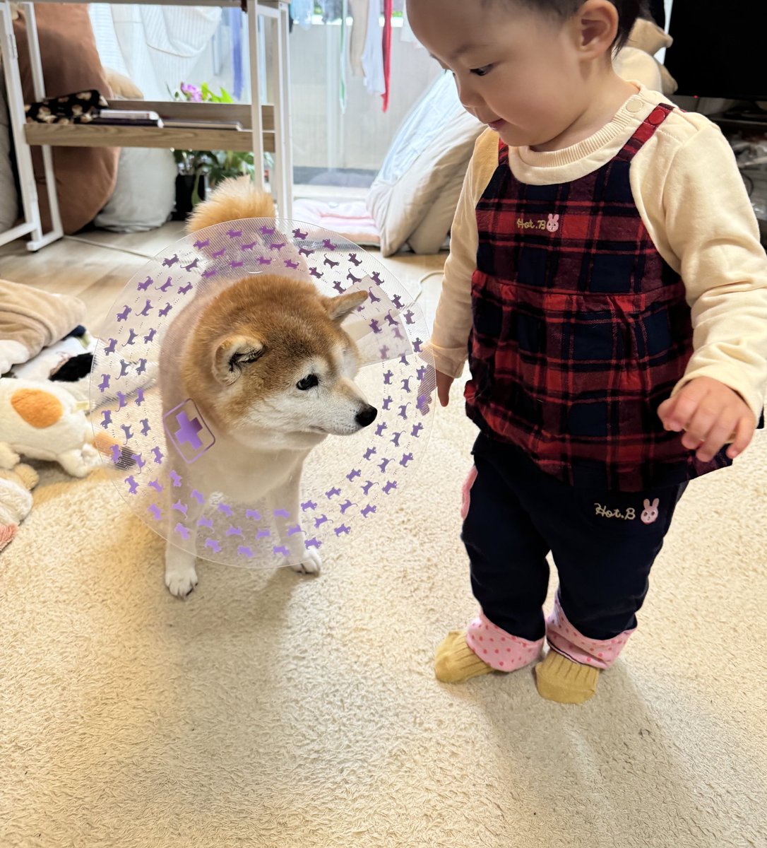 cha_kosan's tweet photo. ちゃーこさん
右後ろ脚の関節が外れてしまい歩けなくなり手術に。

高齢だから手術心配したけど、無事に元気に！
抜糸したけど、まだ歩けずで心配😭 https://t.co/bw7sNlZErl