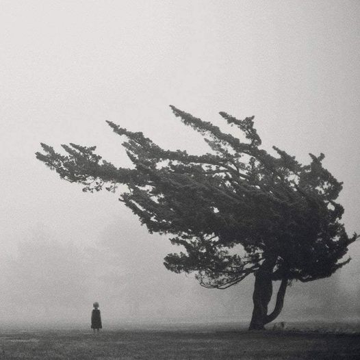 literlandweb1's tweet photo. "Si yo quisiera sacudir este árbol con mis manos, no podría. Pero el viento, que nosotros no vemos, lo maltrata y lo dobla hacia donde quiere. Manos invisibles son las que peor nos doblan y maltratan". 
Friedrich Nietzsche https://t.co/DjXoOvJyG2