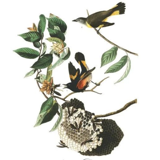 NaoCasanova's tweet photo. El primer ornitólogo de América fue John James Audubon​ (1785), un naturalista y pintor francés nacionalizado estadounidense en 1812.

Su libro AVES DE AMÉRICA, con 435 acuarelas de tamaño natural, se considera el arquetipo de la ilustración de la vida salvaje.
#DomingoAmbiental https://t.co/Np8lTfcyPT