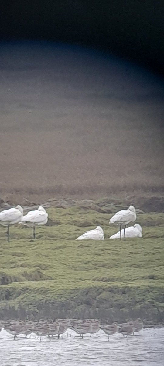bernieatpwll's tweet photo. 10 Spoonbills from Steel Hide  so far https://t.co/8CebiqD5qW