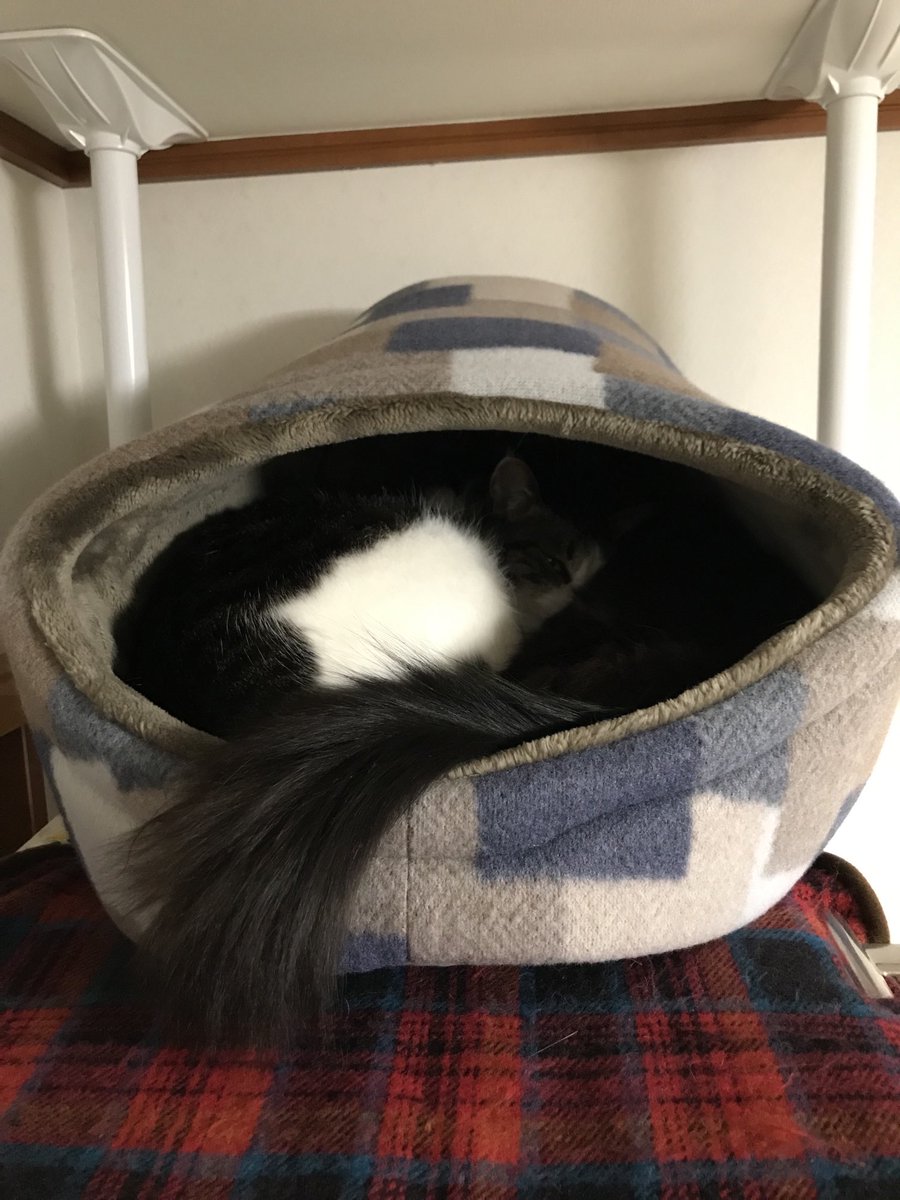 joji_tw's tweet photo. 入口の形が変わるくらい詰め込んだ。　#猫 https://t.co/cuz0fvAlkk