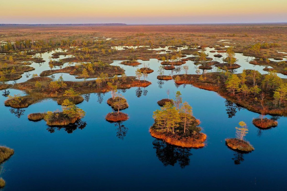 BelarusMID's tweet image. Буквально на днях мировое сообщество отметило Всемирный день водно-болотных угодий 🌏 

Нигде в Западной Европе нет таких обширных и разнообразных болотных систем, как в Беларуси! 

Например, массив Ельня – крупнейший среди верховых болот 🇧🇾 и 5️⃣ по величине в Европе! #nobarriers