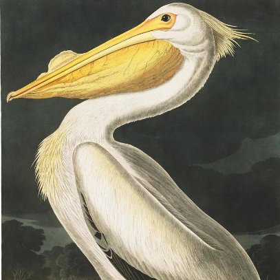NaoCasanova's tweet photo. El primer ornitólogo de América fue John James Audubon​ (1785), un naturalista y pintor francés nacionalizado estadounidense en 1812.

Su libro AVES DE AMÉRICA, con 435 acuarelas de tamaño natural, se considera el arquetipo de la ilustración de la vida salvaje.
#DomingoAmbiental https://t.co/Np8lTfcyPT