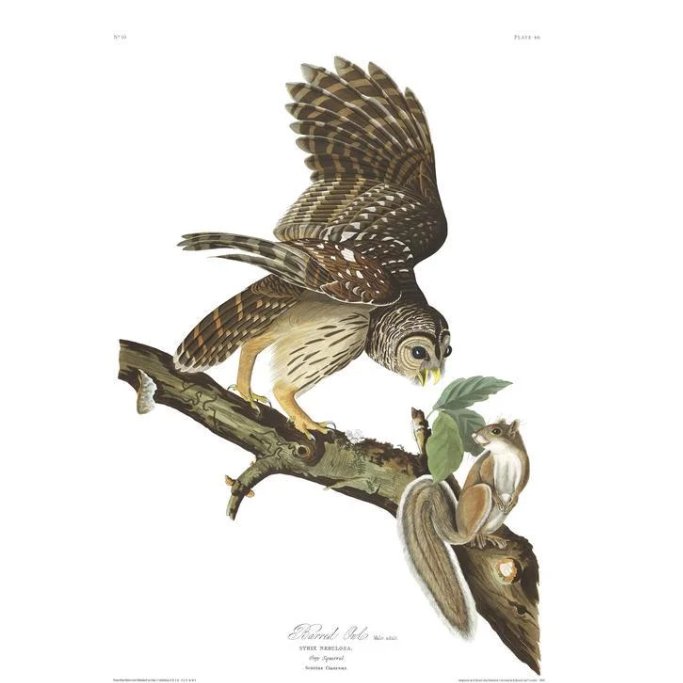 NaoCasanova's tweet photo. El primer ornitólogo de América fue John James Audubon​ (1785), un naturalista y pintor francés nacionalizado estadounidense en 1812.

Su libro AVES DE AMÉRICA, con 435 acuarelas de tamaño natural, se considera el arquetipo de la ilustración de la vida salvaje.
#DomingoAmbiental https://t.co/Np8lTfcyPT