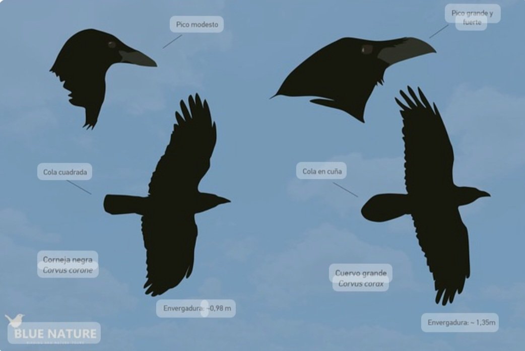 tonimartivico's tweet photo. M'agrada aquesta làmina de Blue Nature Birding and Nature Tours.
Corb o Cornella negra?
De molt lluny permet diferenciar.
En vol la cua, al terra bec i cap.
#cornellanegra #corb #cornejanegra #cuervo #corvids #corvidos @bluenaturetours https://t.co/2cZ9bfyKrN