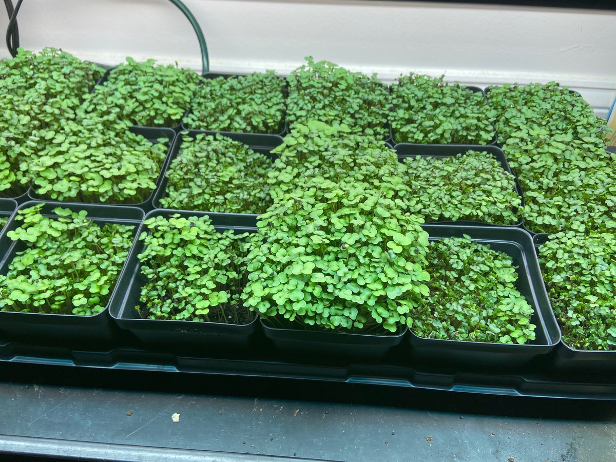 Win, win, win

Nutrition incentive programs, like those public health fruit and vegetable coupons, are spreading all over the country, and most are funded through the federal farm bill.

npr.org/sections/healt…