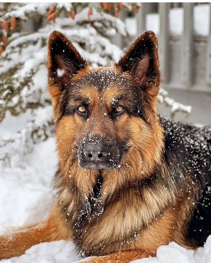 German Shepherd Community tweet media