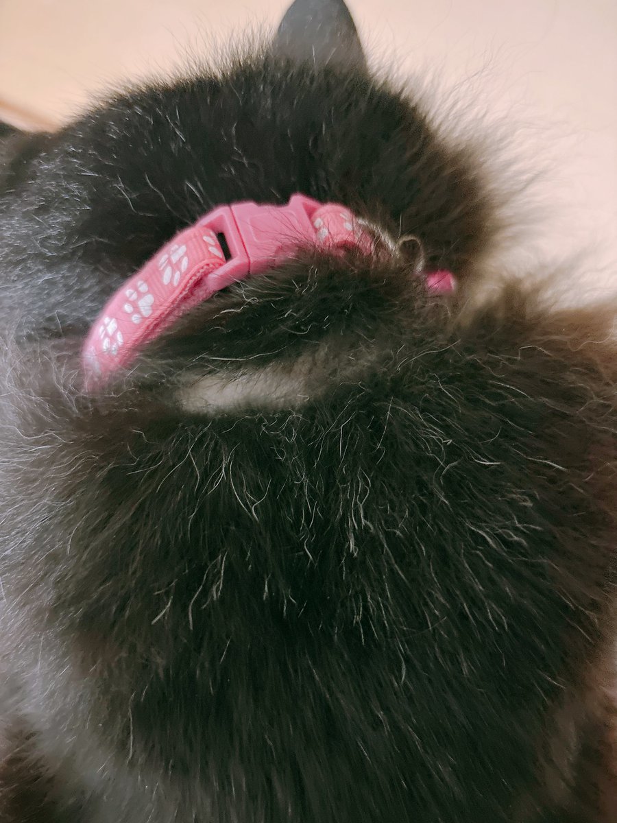 cat_Twins2's tweet photo. 首輪ハゲが治りません... https://t.co/A3wnIyKt5K