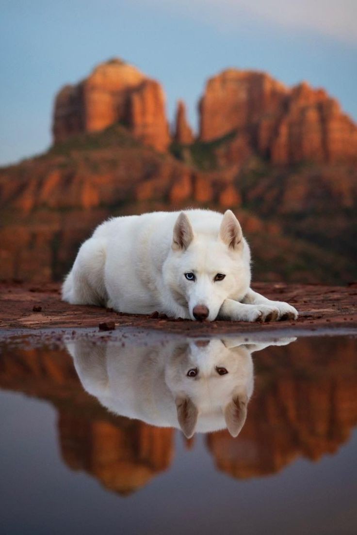 saveourwolves23's tweet photo. Your moment of intense beauty 🐺 https://t.co/1Uj4RyWMqV