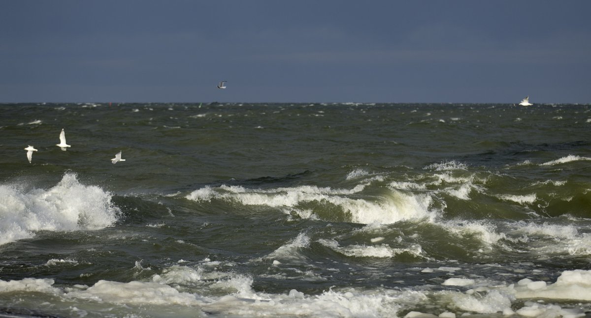 EeralaJan's tweet photo. Kateissa olleet arktiset kalalokit ilmestyivät #Ingunn myrskyn myötä, mutta vain kolmeksi päiväksi. Eilen Tahkoluodon rannoilla tyrskykalasteli tuhansia lintuja, tänään ei näkynyt ainuttakaan! 
#kalalokki https://t.co/bsvsWzCrri