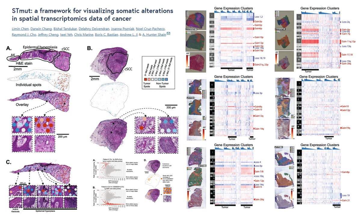 STmut
Inferring+Visualizing #SomaticMutation #CopyNumberVariation Germline SNP/#AllelicImbalance in Tumor #SpatialTranscriptomics

#SomaticMutation SNP
Frozen #Visium (sequencing-based ST needed) matched DNAseq needed

CNV: Also work with FFPE #Visium
matched DNAseq not required