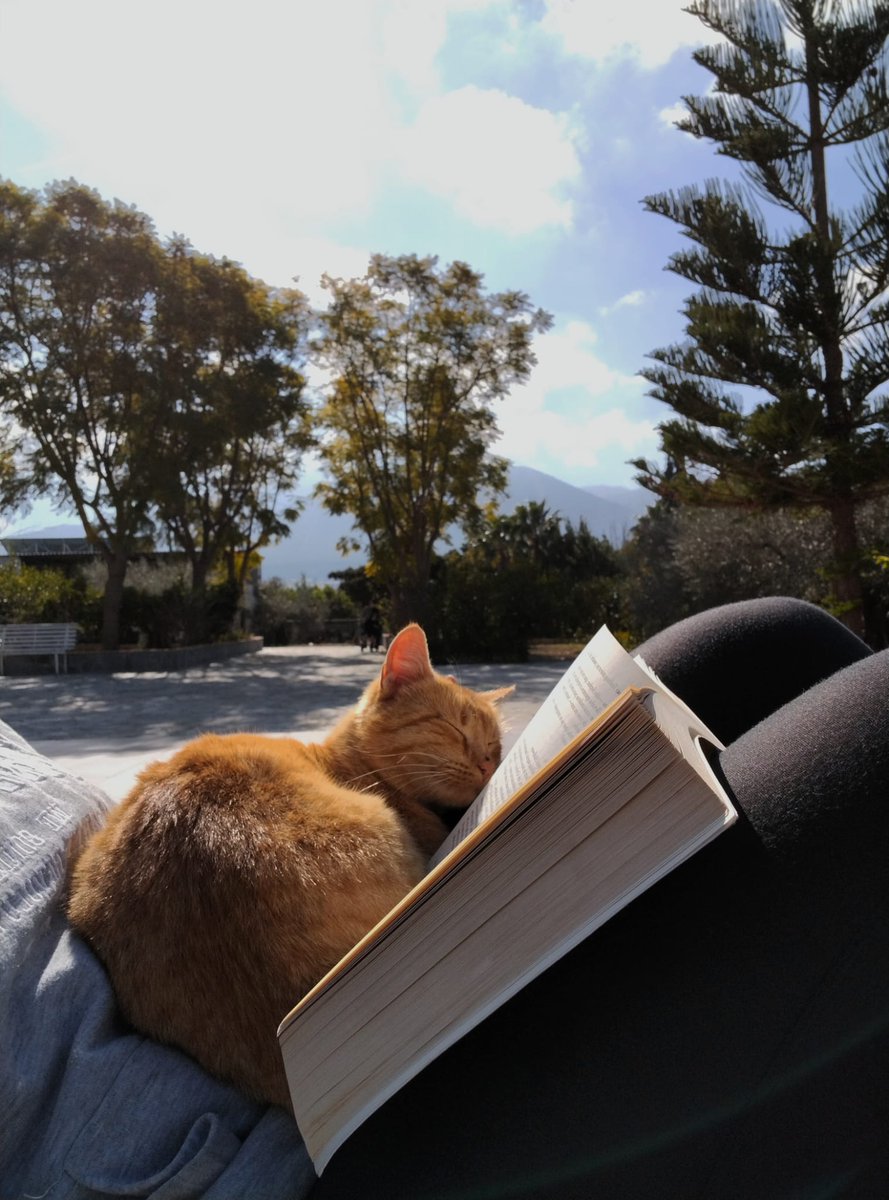 Cristobalizious's tweet photo. Mi gata la más instruida https://t.co/2kZtYGmPBY