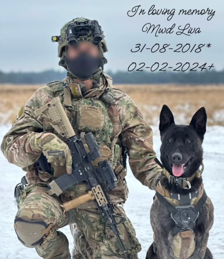 Een bijzonder lid van ons Regiment is helaas overleden. Niet zomaar een hond maar een van de military working dogs van 11 Gncie. Dank voor alles Liva en rust zacht, Sodeju!
