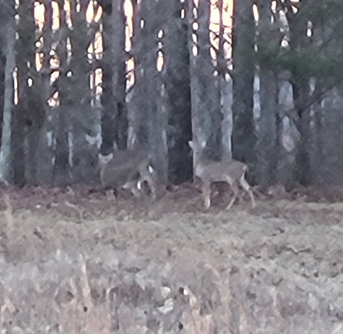 Observed 3 whitetail on my walk this morning.  I noticed them before the dogs.  It was a little distance so a little blurry.  Good morning Happy Sunday