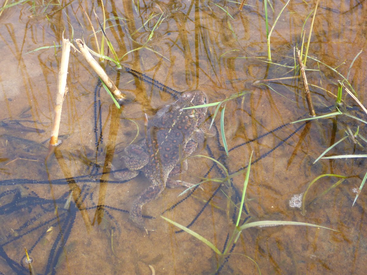 Neil Forbes tweet media