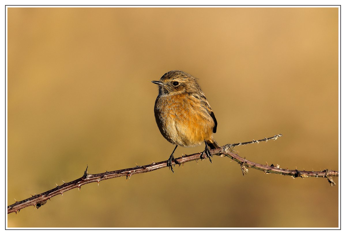 Stonechat at RSPB St. Aidan's #stonechat #rspbstaidans #birds #birdphotography #TwitterNatureCommunity #wildlife #wildlifephotography #nature #NaturePhotography #springwatch #autumnwatch #winterwatch